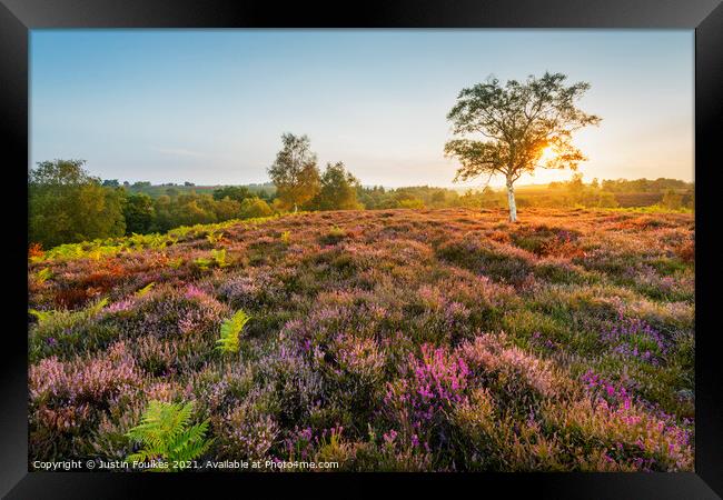 Late summer sunrise, New Forest National Park Framed Print by Justin Foulkes