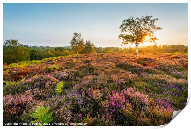 Late summer sunrise, New Forest National Park Print by Justin Foulkes