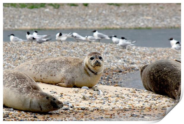 Grey seals soaking up some sun Print by Piers Thompson