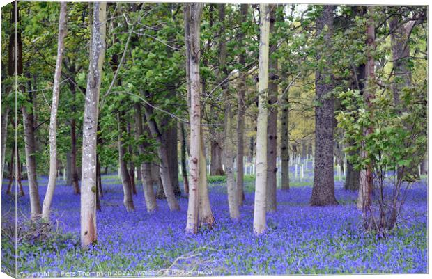 Springtime bluebells in an English woodland Canvas Print by Piers Thompson