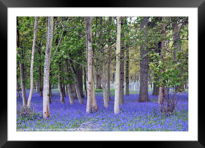 Springtime bluebells in an English woodland Framed Mounted Print by Piers Thompson