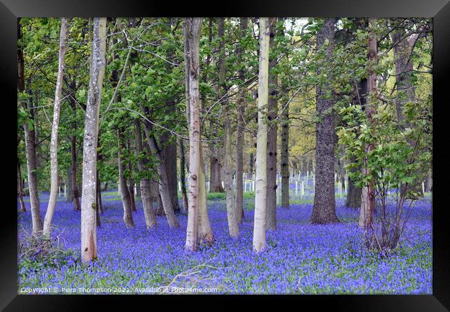 Springtime bluebells in an English woodland Framed Print by Piers Thompson