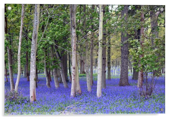 Springtime bluebells in an English woodland Acrylic by Piers Thompson