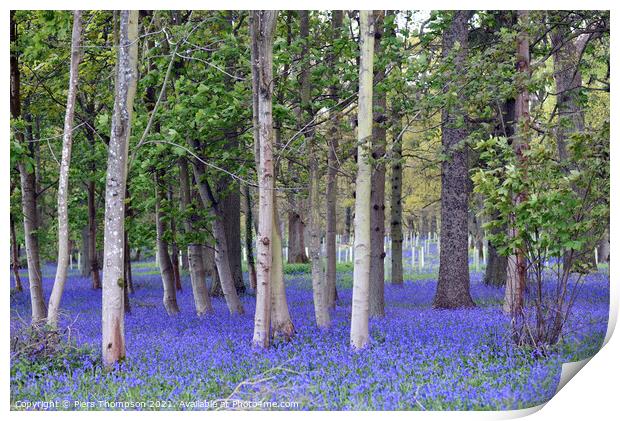 Springtime bluebells in an English woodland Print by Piers Thompson