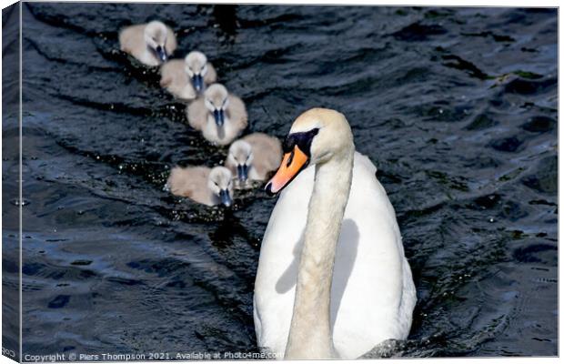 Swan with Signets on the river thames Canvas Print by Piers Thompson