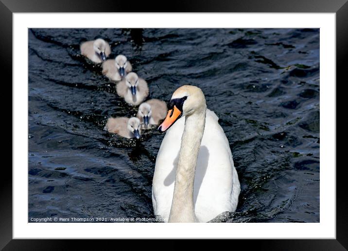 Swan with Signets on the river thames Framed Mounted Print by Piers Thompson