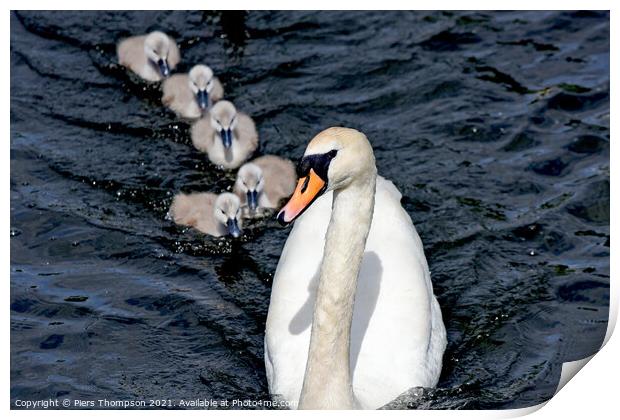 Swan with Signets on the river thames Print by Piers Thompson