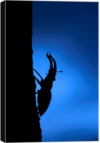 European Stag Beetle at Night Canvas Print by Arterra 