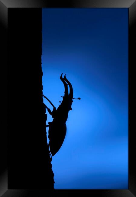European Stag Beetle at Night Framed Print by Arterra 
