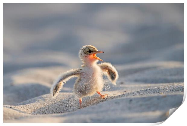 Little Tern Chick Print by Arterra 