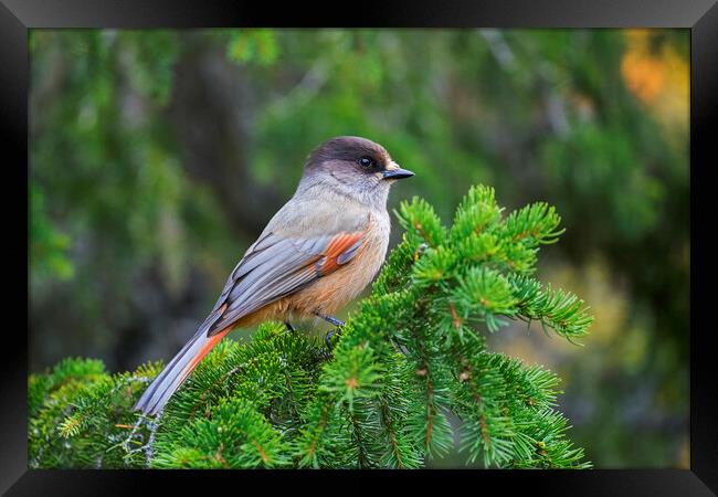 Siberian Jay in Spruce Tree Framed Print by Arterra 