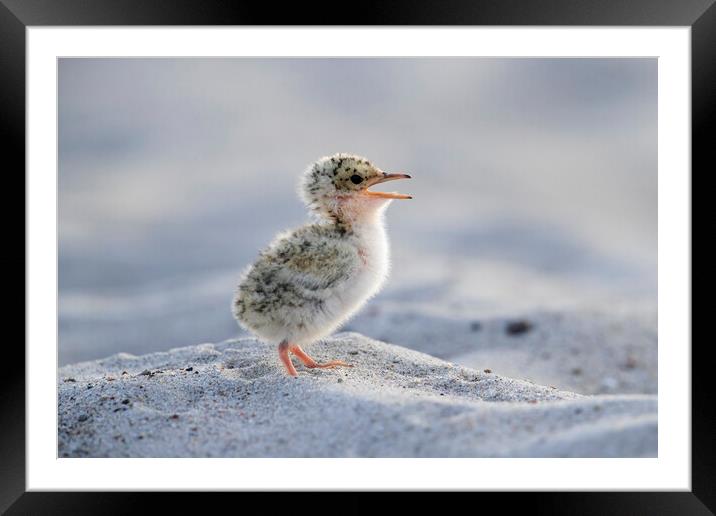 Cute Little Tern Chick Framed Mounted Print by Arterra 