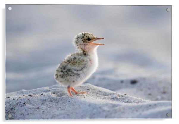 Cute Little Tern Chick Acrylic by Arterra 