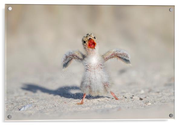 Calling Little Tern Chick Acrylic by Arterra 