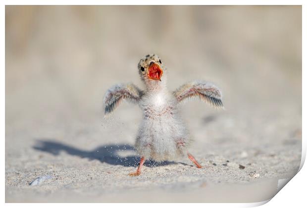 Calling Little Tern Chick Print by Arterra 