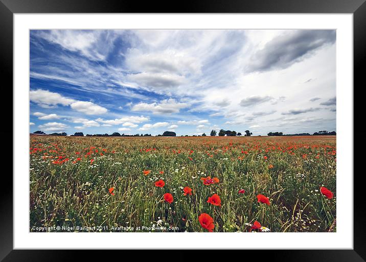 Poppy Field Framed Mounted Print by Nigel Bangert