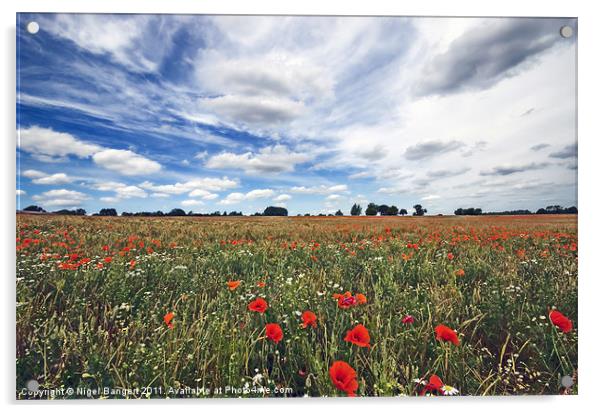 Poppy Field Acrylic by Nigel Bangert