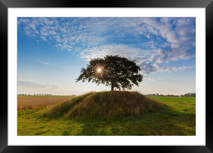 Solitary English Oak Tree at Sunrise Framed Mounted Print by Arterra 