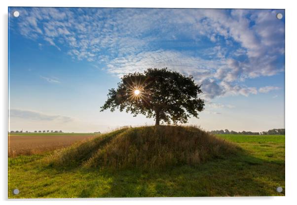 Solitary English Oak Tree at Sunrise Acrylic by Arterra 