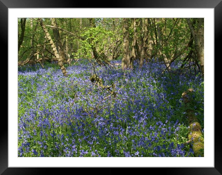 The Bluebells Framed Mounted Print by Simon Hill