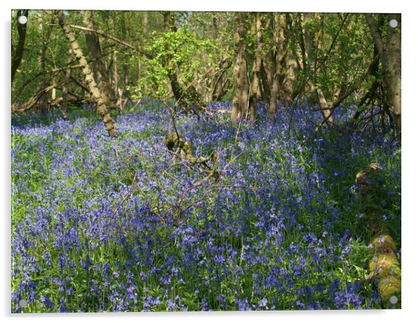 The Bluebells Acrylic by Simon Hill