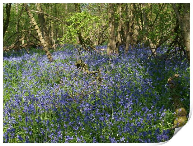 The Bluebells Print by Simon Hill