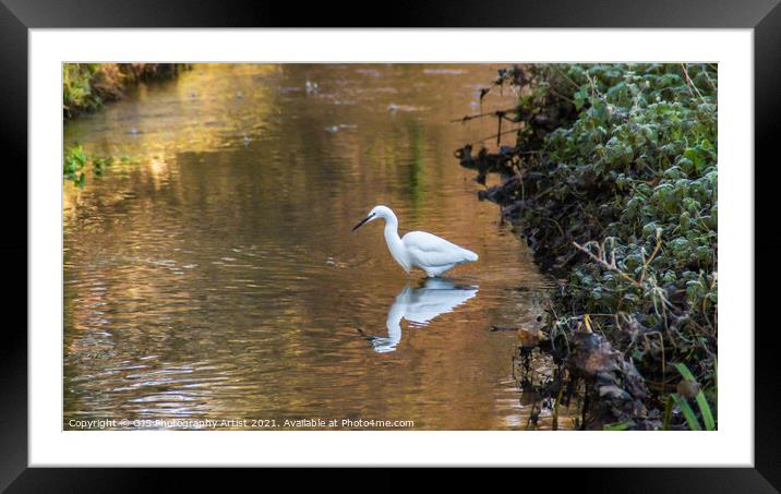 Egret Reflection  Framed Mounted Print by GJS Photography Artist