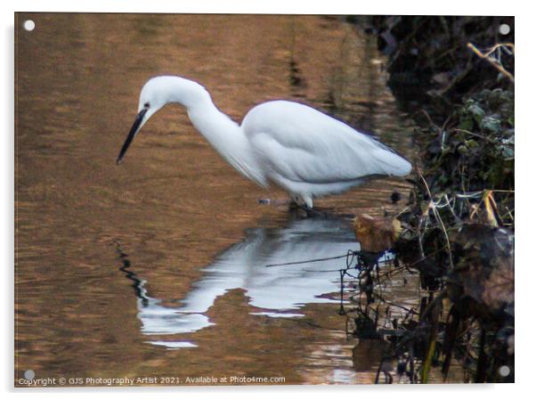 Egret Fishing Acrylic by GJS Photography Artist