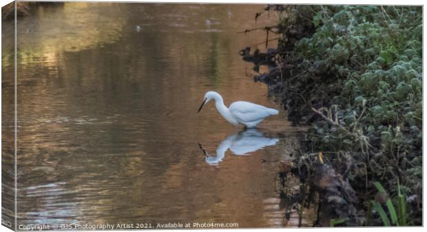 Egret Reflection Looking for Fish Canvas Print by GJS Photography Artist