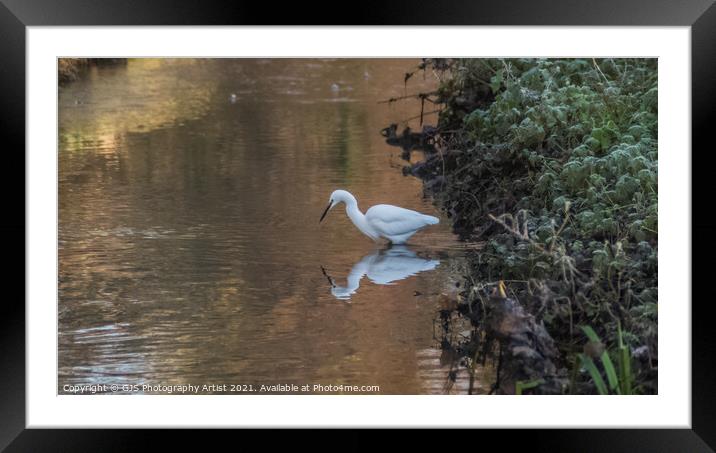Egret Reflection Looking for Fish Framed Mounted Print by GJS Photography Artist
