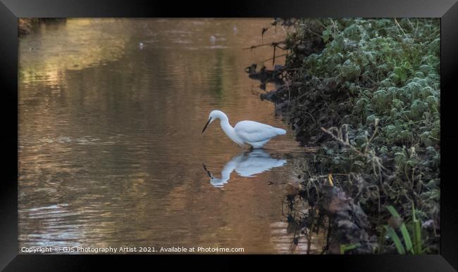 Egret Reflection Looking for Fish Framed Print by GJS Photography Artist