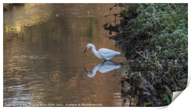 Egret Reflection Looking for Fish Print by GJS Photography Artist