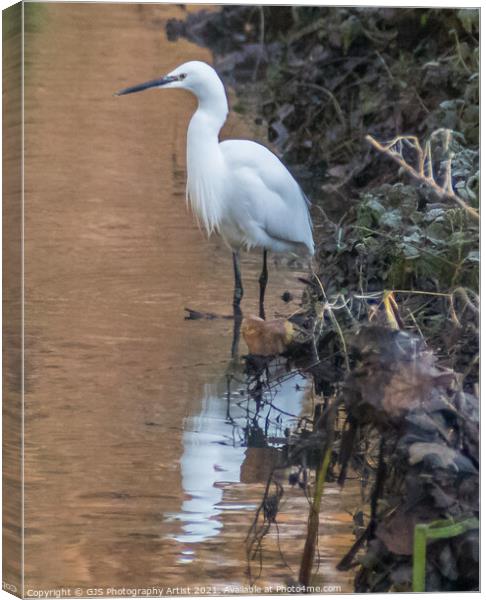 Egret standing waiting Canvas Print by GJS Photography Artist