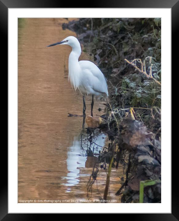 Egret standing waiting Framed Mounted Print by GJS Photography Artist