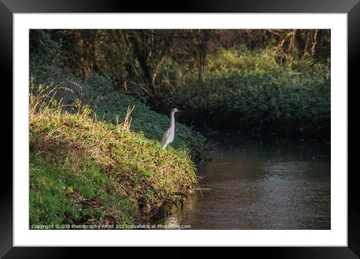 Egret in the Sun Framed Mounted Print by GJS Photography Artist