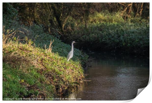 Egret in the Sun Print by GJS Photography Artist