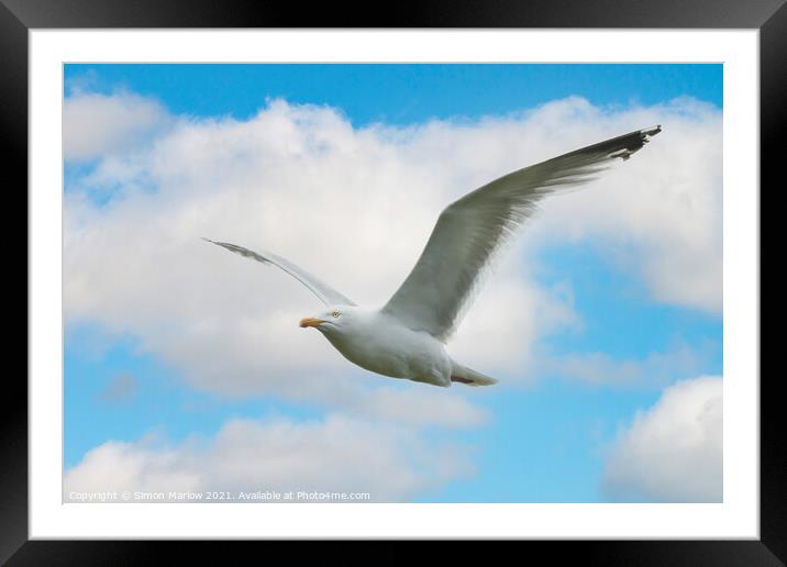 Majestic Gull Flight Framed Mounted Print by Simon Marlow