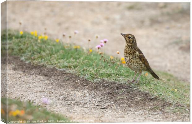 Majestic Song Thrush in Scenic Isles Canvas Print by Simon Marlow