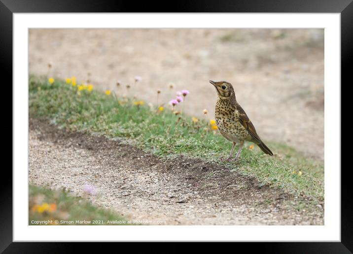 Majestic Song Thrush in Scenic Isles Framed Mounted Print by Simon Marlow