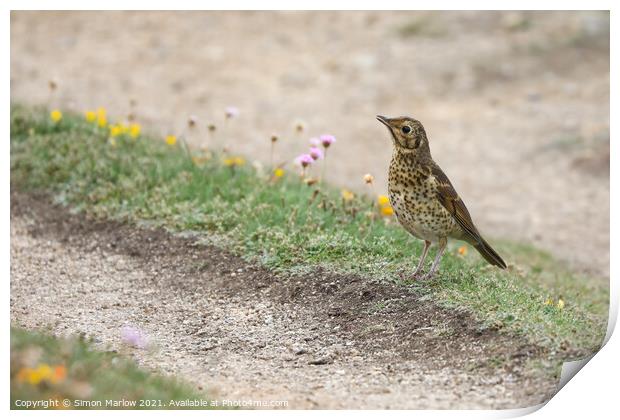 Majestic Song Thrush in Scenic Isles Print by Simon Marlow