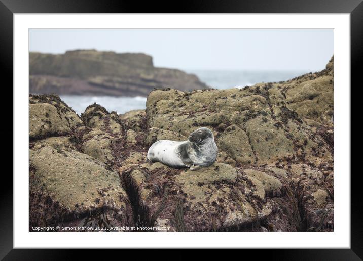 Seal on rocks in the Isles of Scilly Framed Mounted Print by Simon Marlow