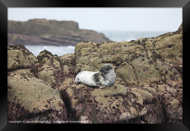 Seal on rocks in the Isles of Scilly Framed Print by Simon Marlow