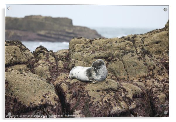 Seal on rocks in the Isles of Scilly Acrylic by Simon Marlow