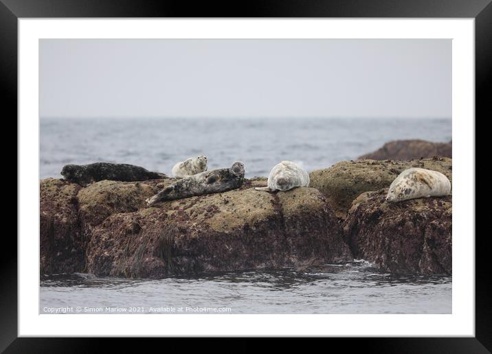 Serene Seal Basking in the Isles of Scilly Sunset Framed Mounted Print by Simon Marlow