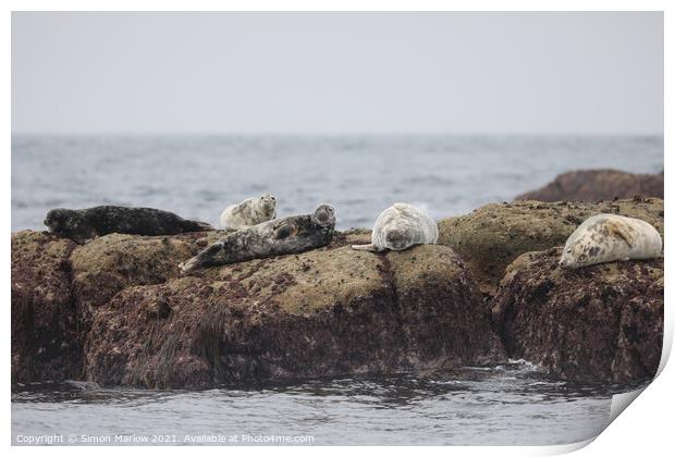 Serene Seal Basking in the Isles of Scilly Sunset Print by Simon Marlow