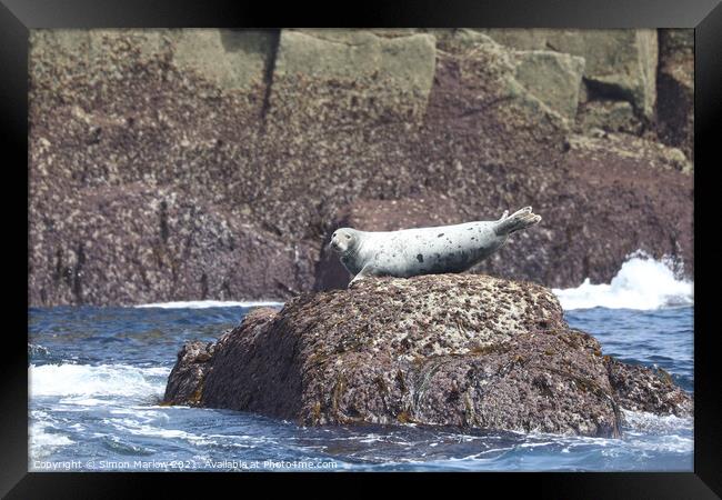 Seal on rocks Framed Print by Simon Marlow