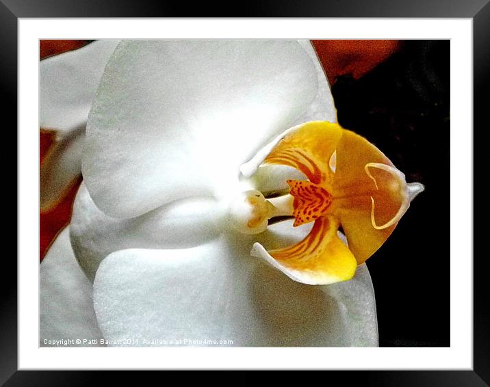 Orchid macro Framed Mounted Print by Patti Barrett