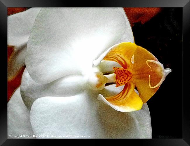 Orchid macro Framed Print by Patti Barrett