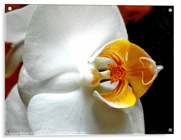 Orchid macro Acrylic by Patti Barrett