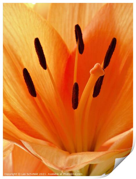 Majestic Orange Lily Print by Les Schofield